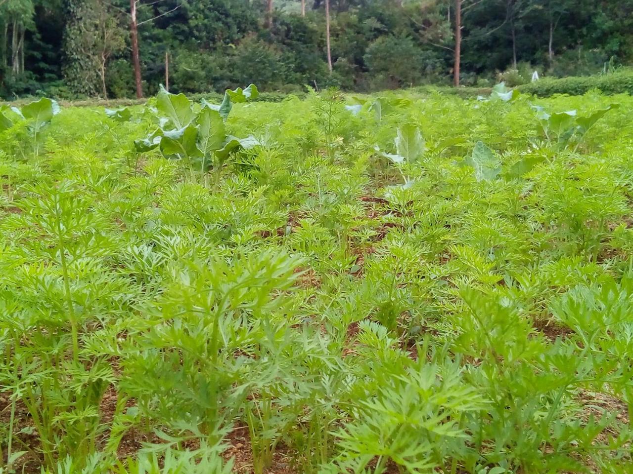 Vegetable Garden House Hotel Nallathanniya Exterior photo